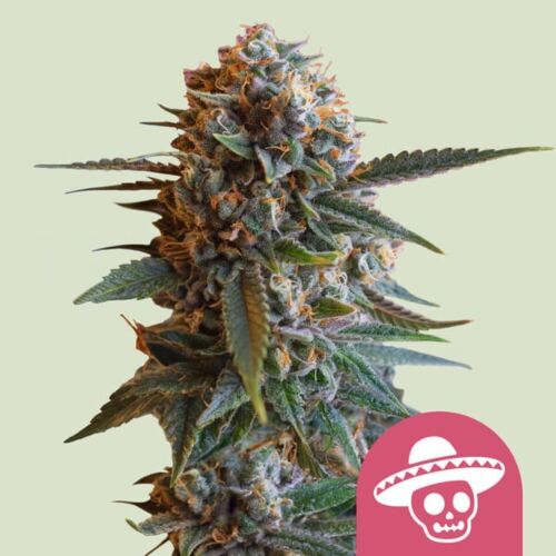 Mexican Rush - Royal Queen Seeds