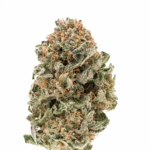 Mighty Amstel Freezeland - Growers Choice