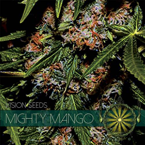 Mighty Mango Bud - Vision Seeds