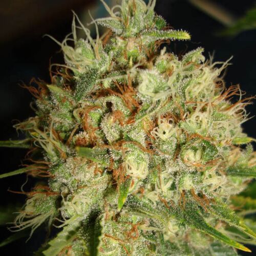  Big Bud XXL - Ministry of Cannabis