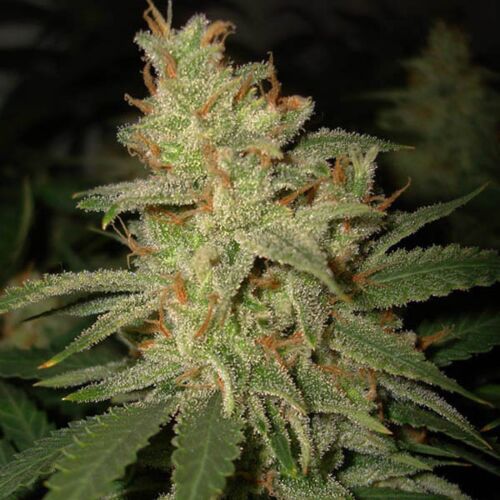 Carnival - Ministry of Cannabis