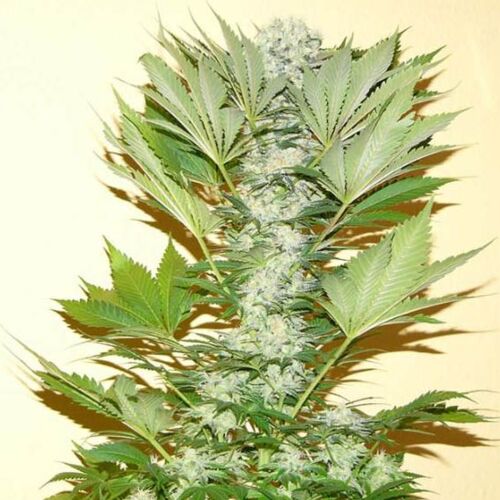 Misty Kush - Nirvana Seeds