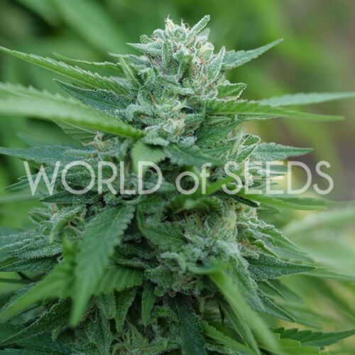 Mongolia THC - Free - World of Seeds
