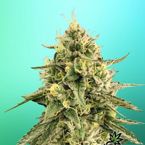 Monkey Bomb - Bomb Seeds