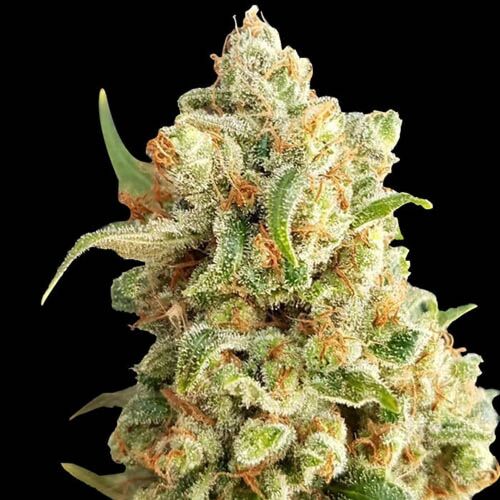 New York Diesel Auto - Expert Seeds