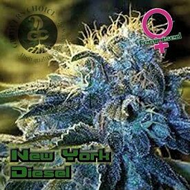 New York Diesel - Growers Choice