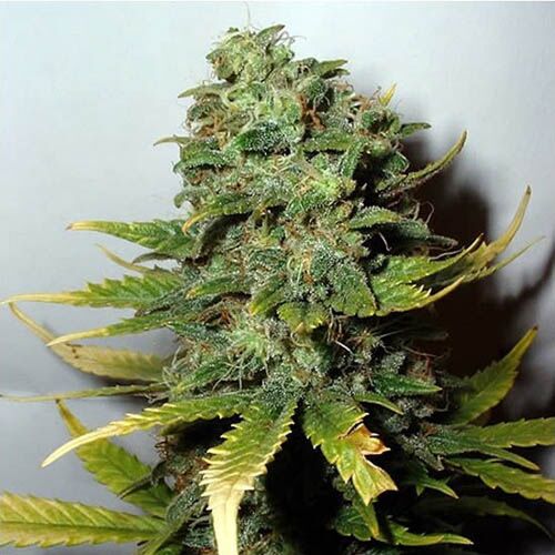 Super Skunk - Nirvana
