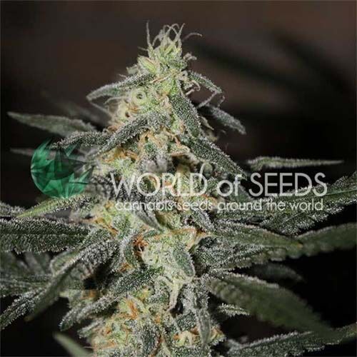 Northern Light x Big Bud Early - World of Seeds