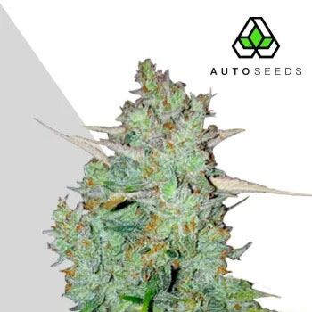 Northern Lights Auto - Auto Seeds