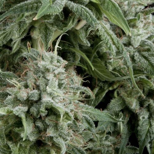 Northern Lights CBD Auto - Pyramid Seeds