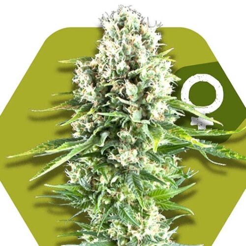 Northern Lights XL - Zambeza Seeds
