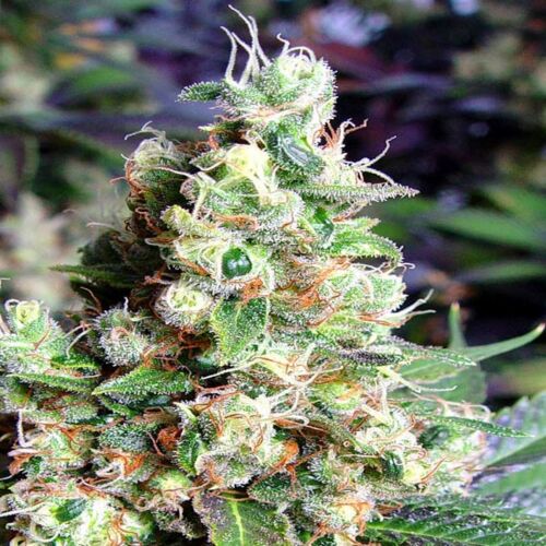 NY Diesel - Sagarmatha Seeds