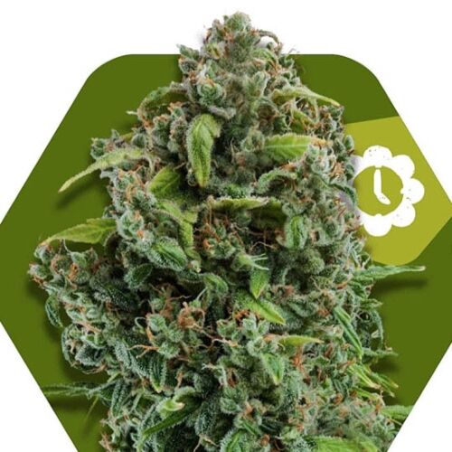 NYC Diesel Auto - Zambeza Seeds