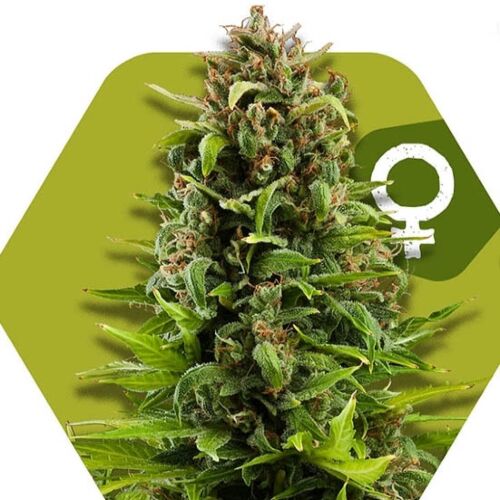 NYC Diesel - Zambeza Seeds