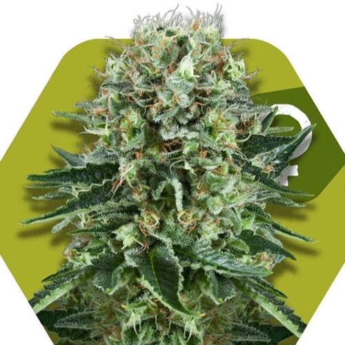 OG Bubble Gum - Zambeza Seeds