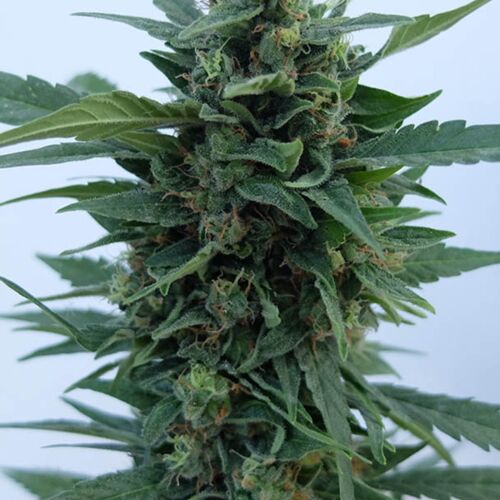 OG Kush Auto - Dr Krippling