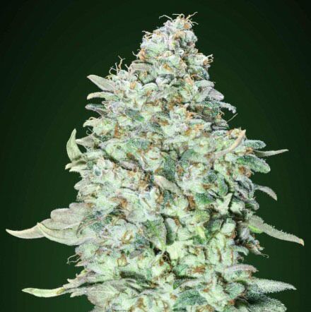 OG Kush SFV - Advanced Seeds