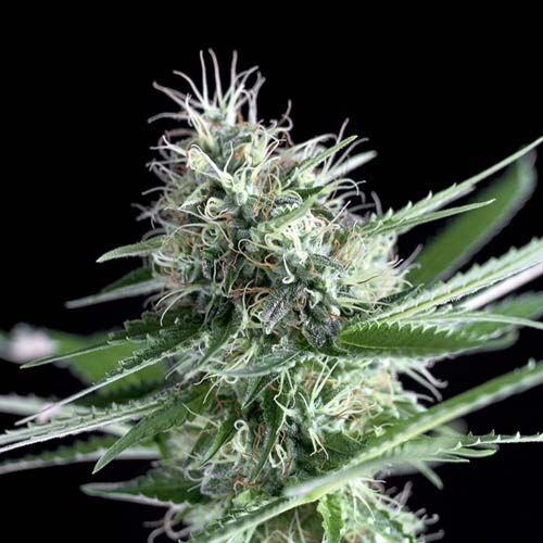 OG Lemon Bilbo - Genehtik Seeds