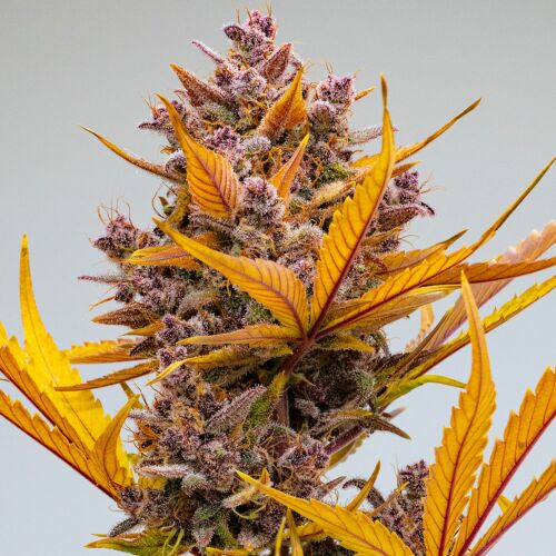 Orange Banana Auto - Huismerk