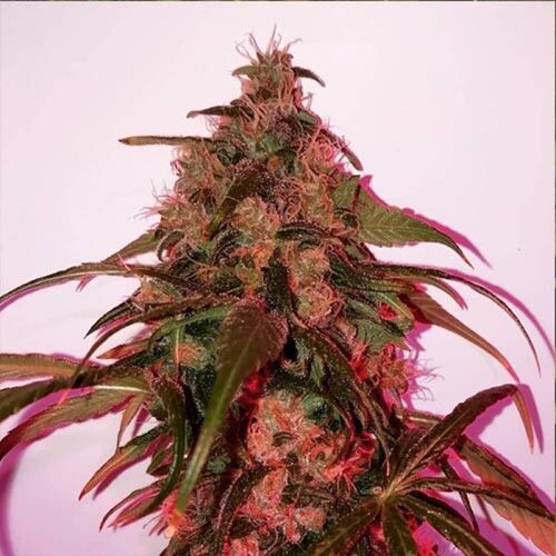 Orbital G Diesel - Sumo Seeds