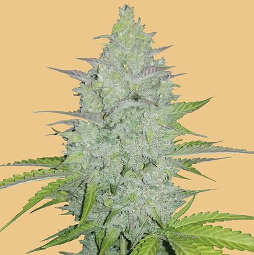 Original Auto Cheese - FastBuds