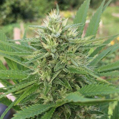 Panama X Bangi Haze van ACE Seeds