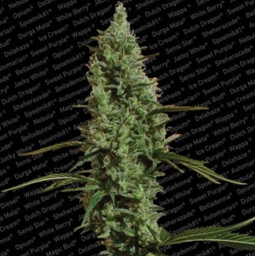 Atomical Haze - Paradise Seeds