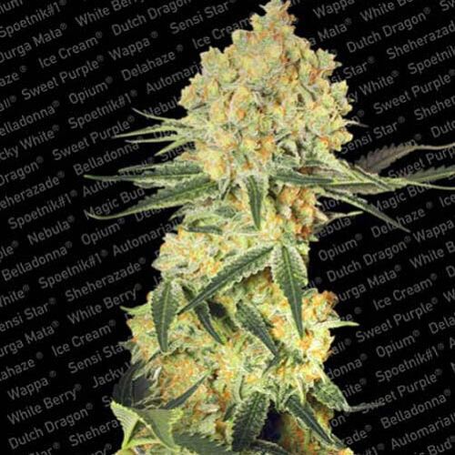Auto Wappa - Paradise Seeds