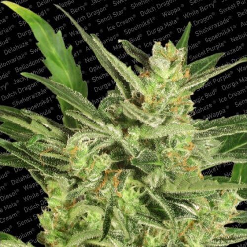 Auto Maria 2 - Paradise Seeds