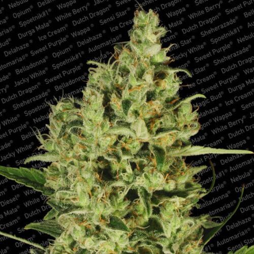 Delahaze - Paradise Seeds
