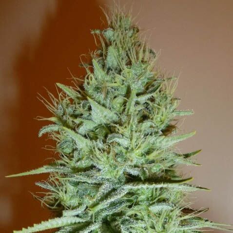 Ice Cream - Paradise Seeds