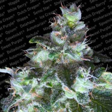 Original White Widow - Paradise Seeds