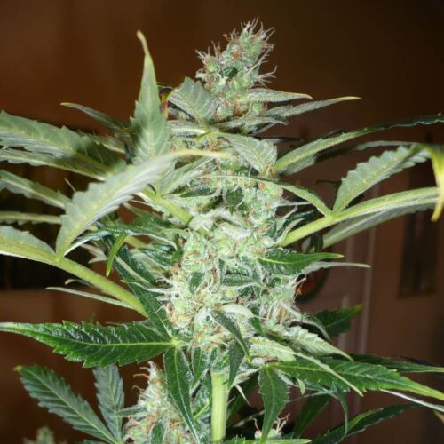 Pandora Autoflower - Paradise Seeds