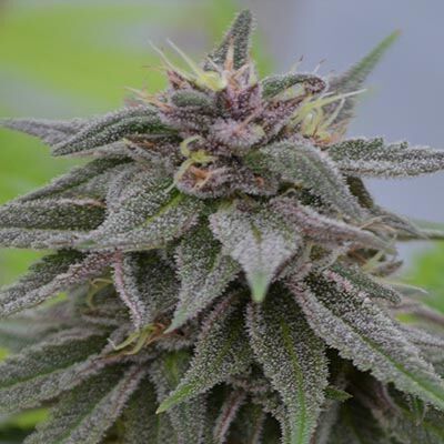 Peach Candy - Medicann Seeds