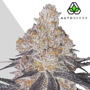 Permanent Marker Auto - Auto Seeds