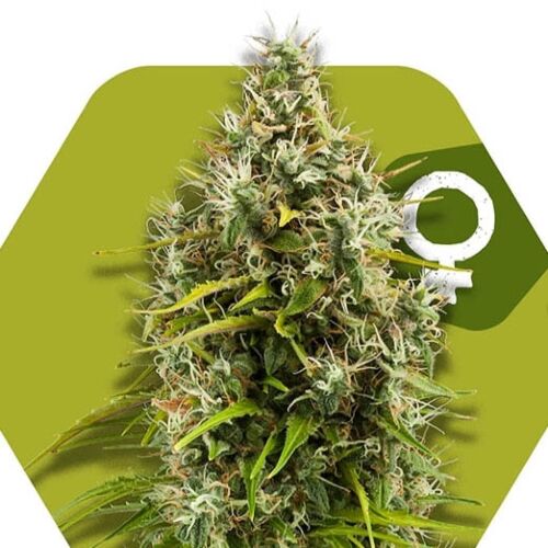 Pineapple Express - Zambeza Seeds