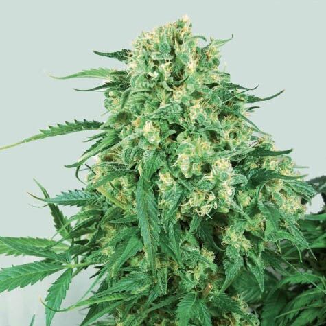 Caramel Ice - Positronics Seeds