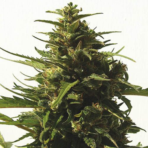 CBD Critical 47 - Positronics Seeds