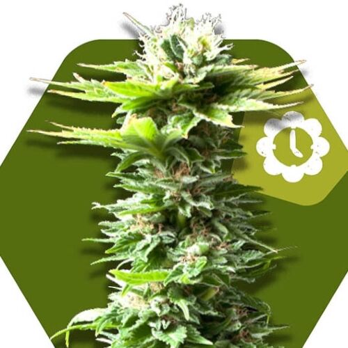 Power Kush Auto - Zambeza Seeds