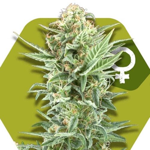 Power Kush - Zambeza Seeds