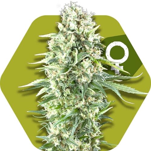 Power Plant XL - Zambeza Seeds