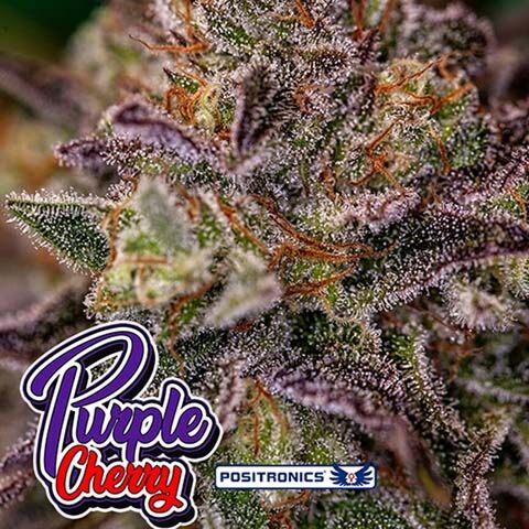 Purple Cherry - Positronics Seeds