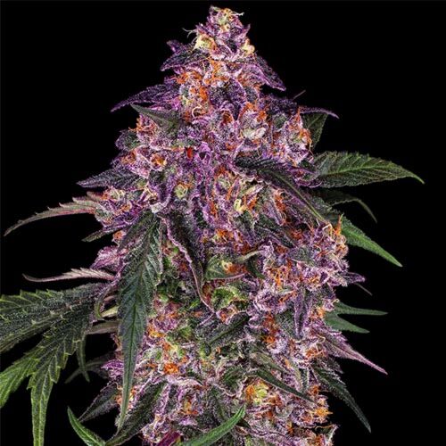 Purple Kush - Sensi Seeds