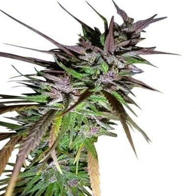 Purple Pakistani Haze - Ace Seeds