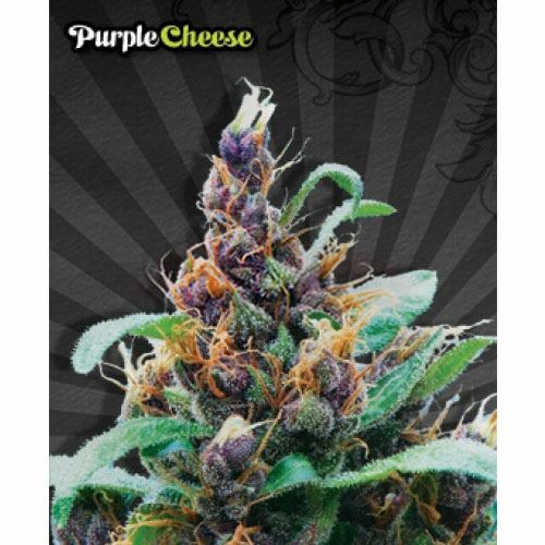 Purple Stilton Autoflower - Auto seeds