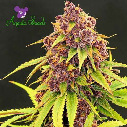 Purps OG - Anesia Seeds