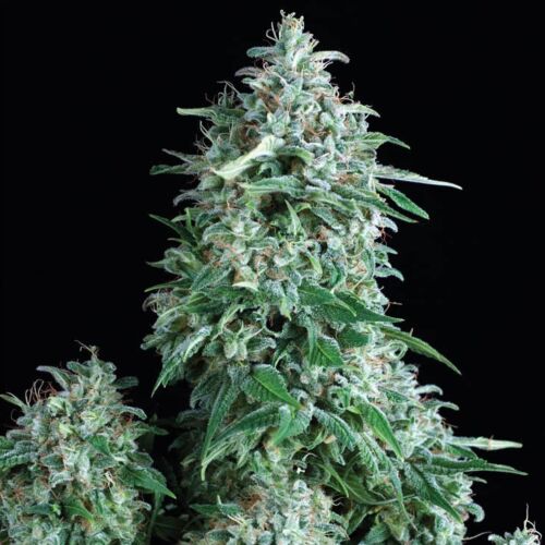 Anubis - Pyramid Seeds