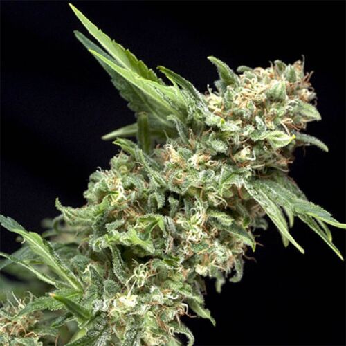 Auto Alpujarrena - Pyramid Seeds