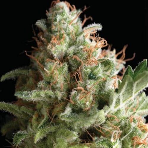 Auto American Pie - Pyramid Seeds