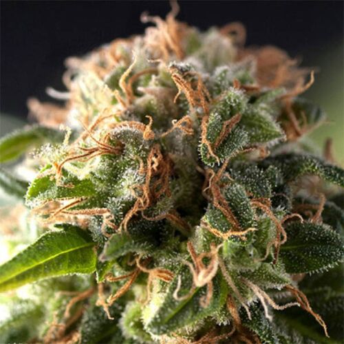 Auto Fresh Candy - Pyramid Seeds